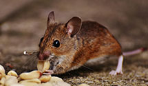 24 Hour & Emergency Exterminators in Outwater, NJ